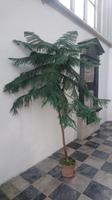 Zedern-Palme in St. Jacobs