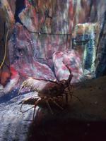12_Sea Life