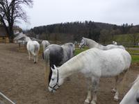 Piber - Lipizzanergestüt 