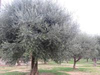 Olivengarten in Nizza