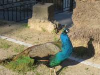 Zitadelle von Saint-Tropez