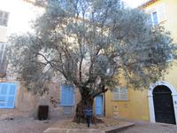 Jahre alter Olivenbaum in Frejus