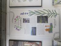 Lavendal Duft 2019 Fragonard