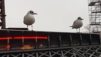 Die Möwen vom Eiffelturm