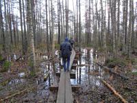 Weihnachten in Estland - Spaziergang im Hochmoor Kakerdaja 
