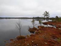 Weihnachten in Estland - Spaziergang im Hochmoor Kakerdaja