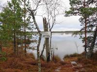 Weihnachten in Estland - Spaziergang im Hochmoor Kakerdaja