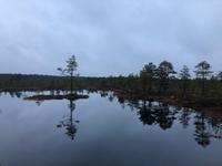 Weihnachten in Estland - Spaziergang im Lahemaa-Nationalpark 
