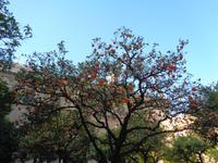 Silvesterreise Sevilla - Sevilla