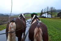 Pferdekutschfahrt und Brettljause beim Michlbauern