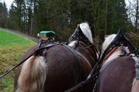 Pferdekutschfahrt und Brettljause beim Michlbauern