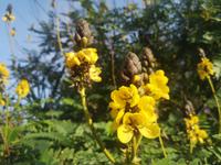 Botanischer Garten Funchal Madeira 