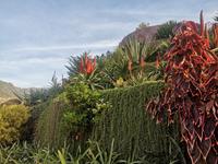 Botanischer Garten Funchal Madeira
