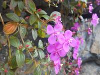 Botanischer Garten Funchal Madeira