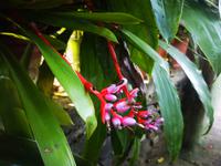 Orchideen Garten Funchal Madeira