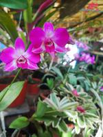 Orchideen Garten Funchal Madeira