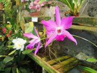 Orchideen Garten Funchal Madeira