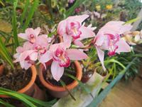 Orchideen Garten Funchal Madeira