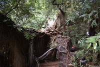 Sao Miguel - Ponta Delgada - botanischer Garten (4)