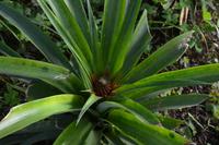 Sao Miguel - Ananasplantage (3)