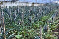 Sao Miguel - Ananasplantage (4)