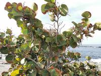 Meerestrauben (Uvas del mar)