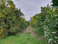 Sagres Mandarinen Plantage 