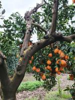 Sagres Mandarinen Plantage 