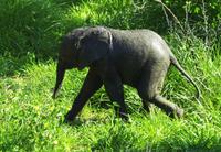 Krüger Nationalpark - Babyelefant