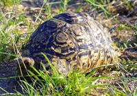 Krüger Nationalpark - Schildkröte