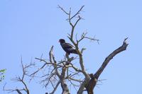Krüger Nationalpark - Gaukler