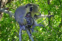 Krüger Nationalpark - Grünmeerkatze