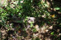 Krüger Nationalpark