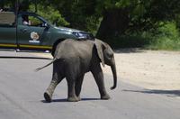 Krüger Nationalpark - Afrikanischer Elefant