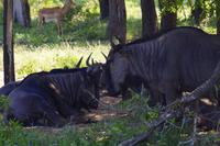 Krüger Nationalpark - Streifengnu