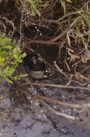 Südafrika - Pinguin-Kolonie