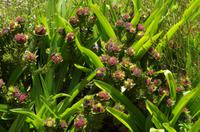Kirstenbosch - Botanischer Garten