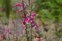 Kirstenbosch - Botanischer Garten