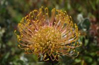 Kirstenbosch - Botanischer Garten