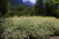 Kirstenbosch - Botanischer Garten