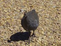 Signalhügel - Perlhuhn