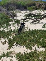 Brillenpinguin