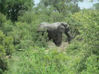 Elefant im Krüger NP