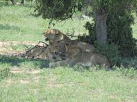 Mama Löwe mit ihren Jungen