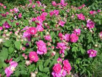 West Dean Gardens