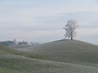 Hirzel - Kunstwerk aus Rauhreif