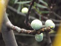 Feigenbaum