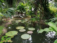 Orchideengarten in Singapur