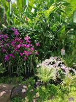 Orchideengarten in Singapur