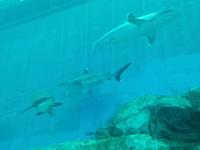 Ausflug Sentosa Island Singapur